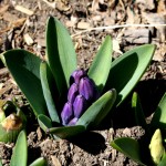 hyacinth-small